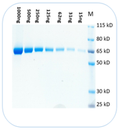 Protein Stain Buffer, USA-ban készült